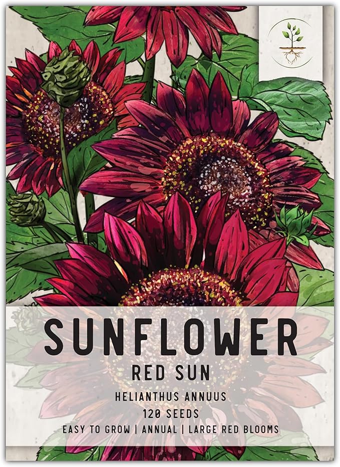 Seed Needs, Red Sun Sunflower Seeds - 120 Heirloom Seeds for Planting Helianthus annuus - Great Cut Flowers, Attracts Butterflies/Pollinators (1 Pack)