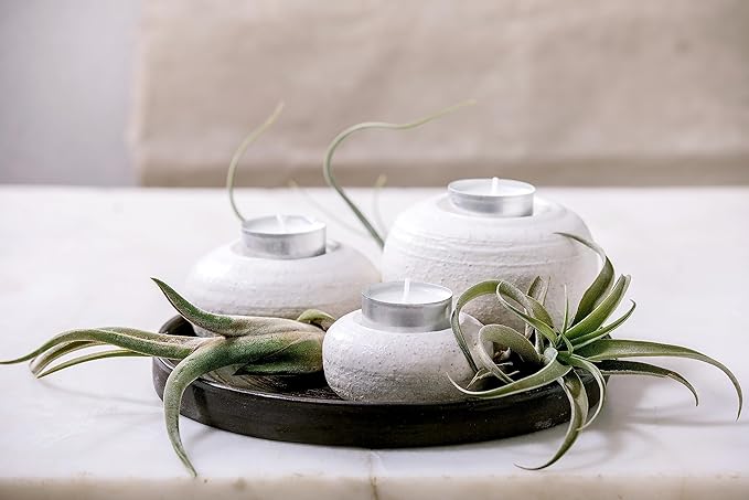 Tillandsia Air Plants Live Indoor Plants (6PK), Airplants Variety Live Plant Kit, Tropical Plants Live Houseplants, Air Plant Live Succulents Plants Live Plants Indoor House Plants by Plants for Pets