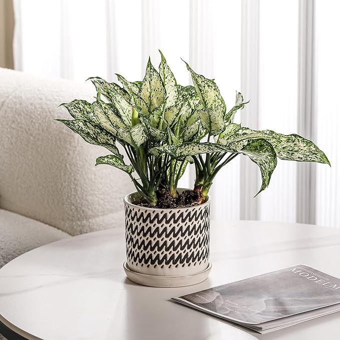 6 Inch Plant Pots: Ceramic Planter Pot with Drainage Hole & Saucer - Planters for Indoor/Outdoor Plants - Flower Pot with Bonded Tray for Home/Office - Wave Stripe Debossed