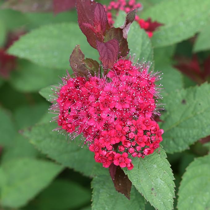 2 Gallon Proven Winners Spirea Double Play Doozie Shrub