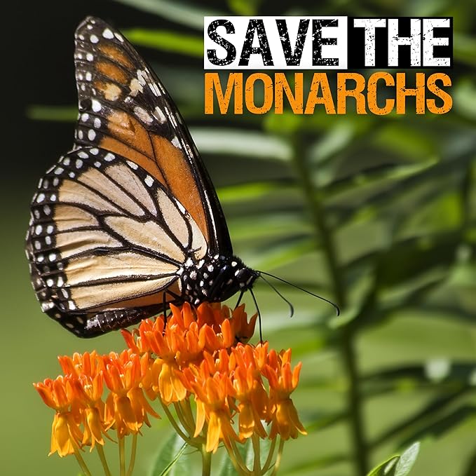 Seed Needs Orange Butterfly Milkweed Seeds for Planting - Heirloom & Untreated - Grow a Butterfly Garden to Attract Monarch Butterflies & Pollinators (2 Packs)