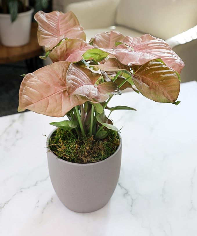Arrowhead Plant/Syngonium Plant Live Plant Decor, Office Desk Plant, Live Indoor House Plants, Decorative Plants, House Plants Indoors Live Plants Indoor Plants Live Houseplants by Plants for Pets