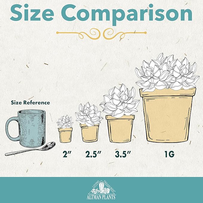 Altman Plants Desert Fire Live Succulents 4-Pack, Mini Plants Succulent Mix, Live Plants, Mini Succulents, House Plants, Live Succulent Plants, Outdoor & Indoor Plants for Event, Wedding, Kid Crafts