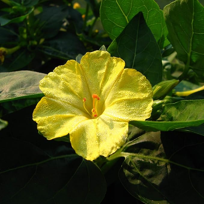 Outsidepride 1/4 lb. Perennial Mirabilis Jalapa Four O' Clock Yellow Flower Seeds for Planting