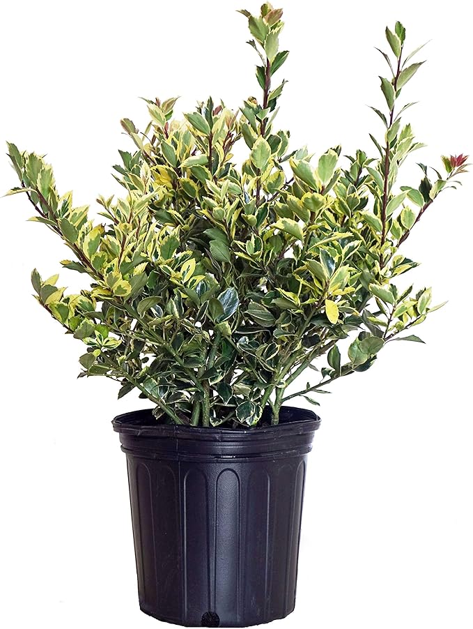 Ilex X meserveae 'Honey Maid' (Varigated Holly) Evergreen, yellow & blue/green varigated foliage, 2 - Size Container