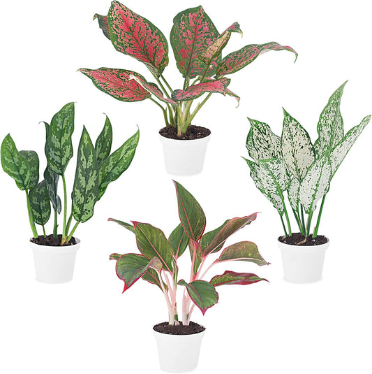 Aglaonema Live Plant Collection (4-Pack) - Chinese Evergreen Plants in 2-Inch Pots | Easy-Care Indoor Houseplants | Perfect for Low Light, Office Decor, and Air Purification