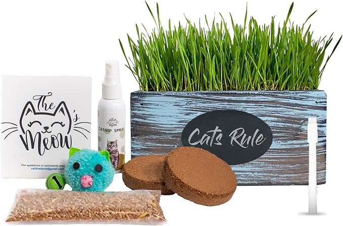 Ornamental Indoor Planter with Pet/Cat Grass Growing kit, Handcrafted in The USA from Red Cedar (Aged Tourquoise)