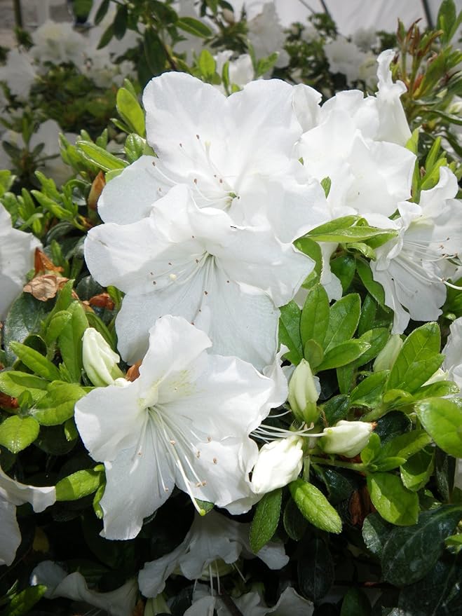 Azalea 'Girard's Pleasant White' (Azalea) Shrub, white flowers, #2 - Size Container