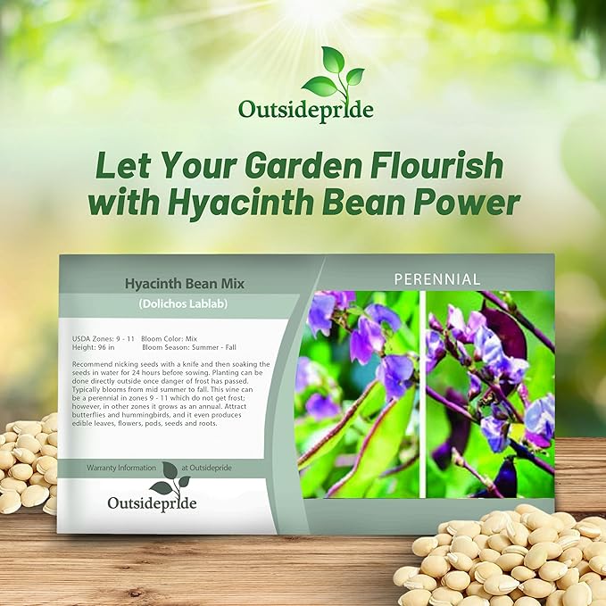 Outsidepride 100 Seeds Perennial Dolichos Lablab Hyacinth Bean Vine & Flower Seed Mix for Planting