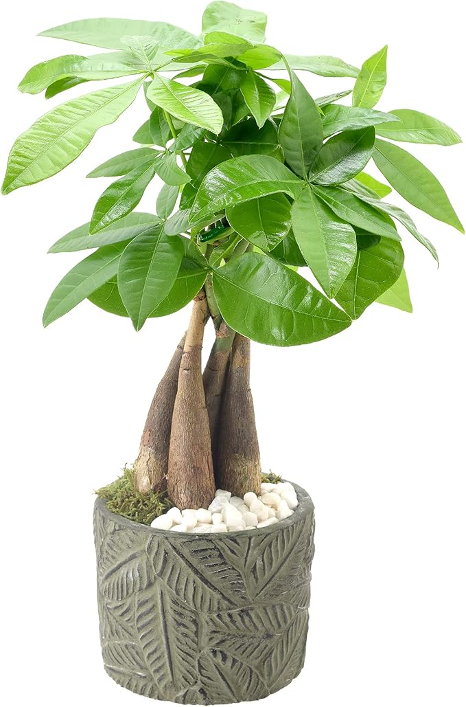 Arcadia Garden Products LV50 Money Tree, Live Indoor Plant in Tropico Leaf Ceramic Planter for Home, Work, or Gift, Green