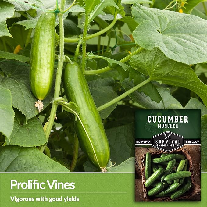 Survival Garden Seeds 1 Pack Muncher Cucumber Seeds for Planting – Seed Packet with Instructions to Grow Burpless Slicing Cucumbers in Your Home Vegetable Garden - Non-GMO Heirloom Variety