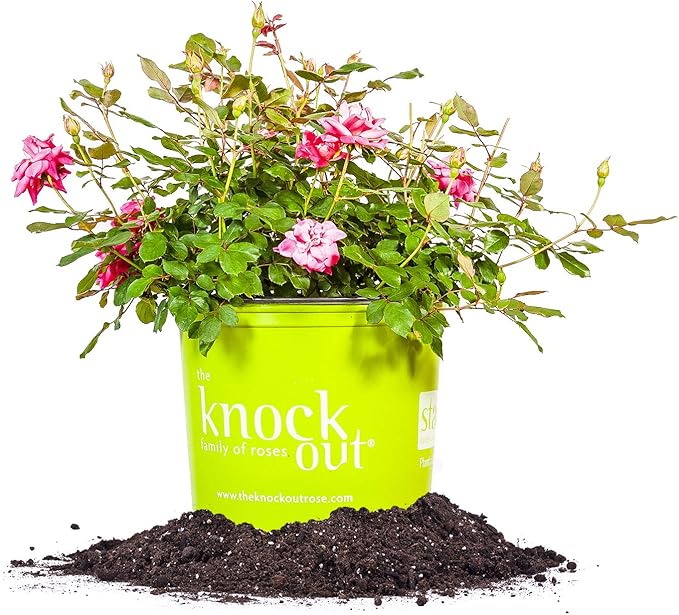 PERFECT PLANTS Double Pink Knock Out Rose Live Plant, 3 Gallon, Includes Care Guide