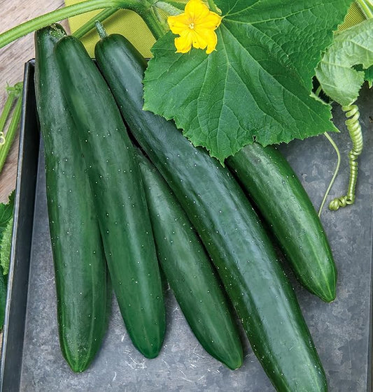 Burpee 'Summer Dance' Cucumber Seeds, 15 Non-GMO seeds