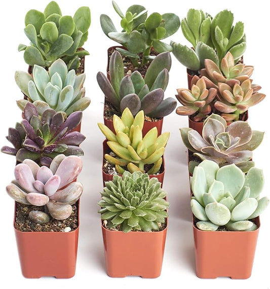 Shop Succulents Unique Succulent Plant Pack Collection - Live Mini Succulent Plants, Low Maintenance, Exceptional Colors & Textures - Wedding and Party Favors, Gift & Garden, Pack of 12