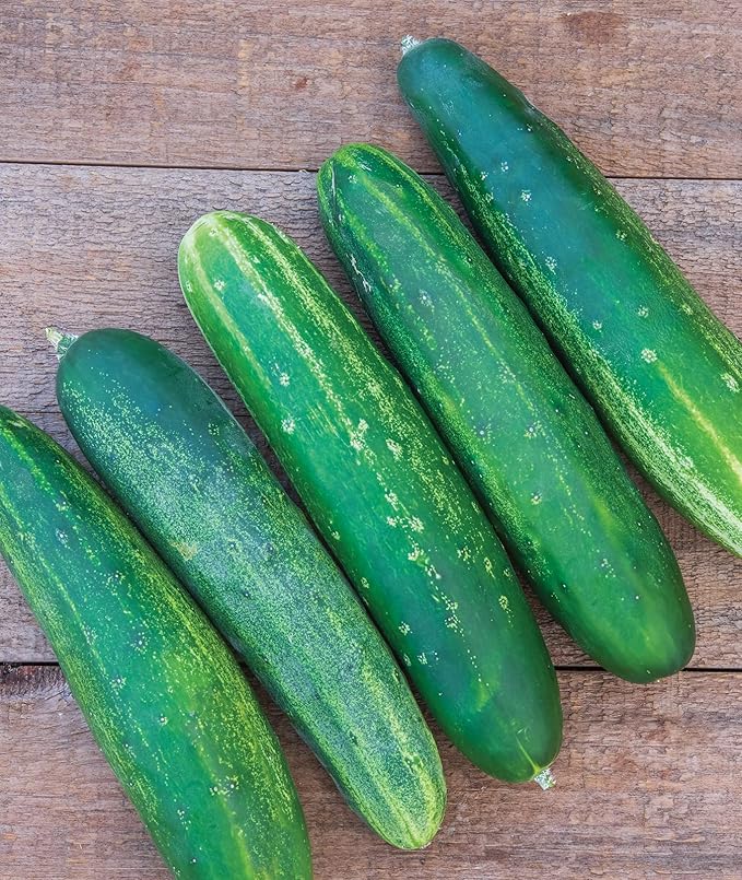 Burpee Straight Eight Slicing Cucumber 200 Seeds and Blue Lake 274 Bush Bean 2 oz Seeds Vegetable Garden Bundle