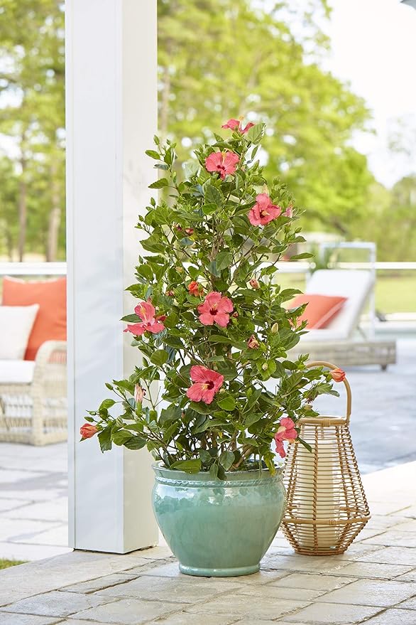 Costa Farms Premium Flowering Mandevilla Trellis, 30" Tall, Grower's Choice Bloom Color