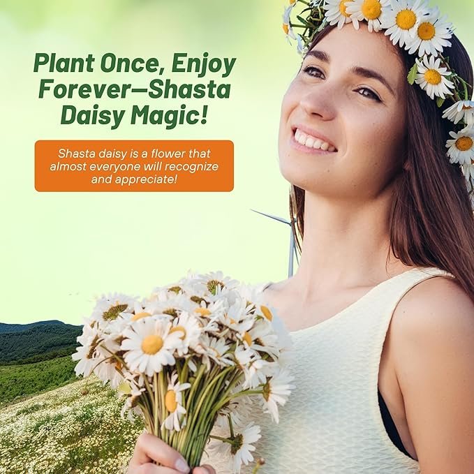 Outsidepride Shasta Daisy Chrysanthemum Seeds - 5 Lbs. Perennial Deer Proof, Drought Tolerant, Wildflower Seeds for Pollinator Gardens, Cut Flowers & Water-Efficient, Low Maintenance Landscaping