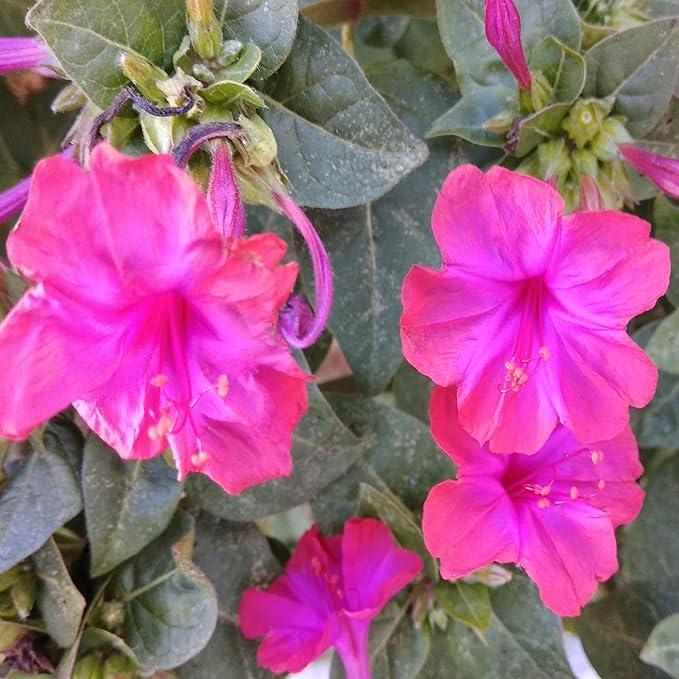 Outsidepride 1 lb. Perennial Mirabilis Jalapa Four O' Clock Pink Flower Seeds for Planting