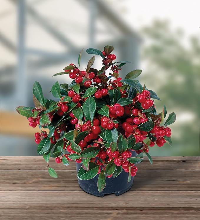 Burpee Live Herb | Real Red Berries | Wintergreen Minty Scent | Perfect Plant for both Winter (indoor) & Spring (outdoor) | Edible After Next Growth Cycle