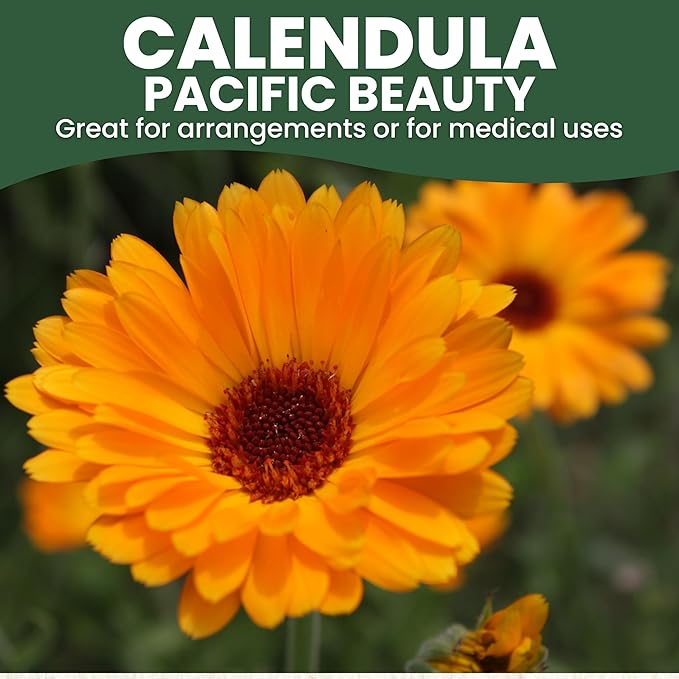 Calendula Pacific Beauty - Large 2,500mg Envelope - 250 Flower Seeds for Planting - Calendula officinalis