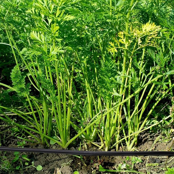 3/8" Irrigation Tubing 50ft, Heavy Duty Blank Distribution Tubing, Watering Drip Automatic Irrigation Equipment Set for Garden Greenhouse,Flower,Patio