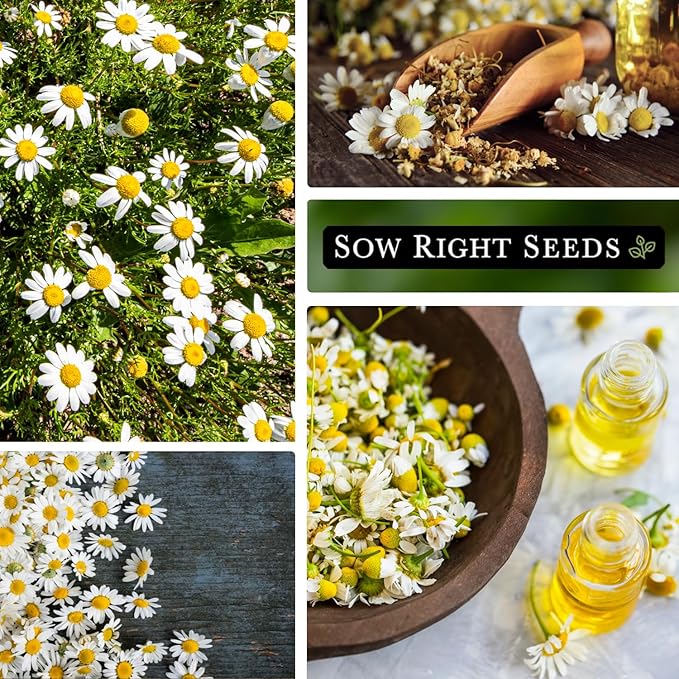 Sow Right Seeds - Roman Chamomile Seeds for Planting - Non-GMO Heirloom Packet with Instructions to Grow an Herbal Tea Garden - Indoors or Outdoor - Low Growing with Small Daisy-Like Blooms (1)