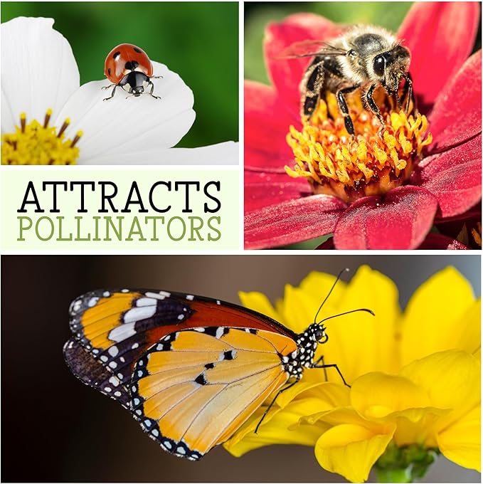 Seed Needs, Mixed Gloxiniaeflora Foxglove Seeds for Planting - Heirloom & Open Pollinated Biennial Flowers - Perfect for Butterfly Gardens & Insectaries (5 Packs)