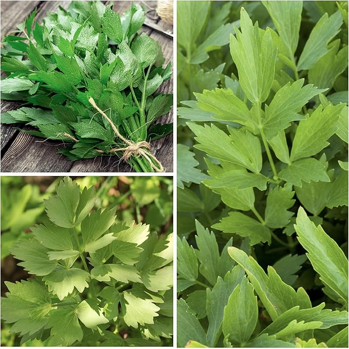 Seed Needs Lovage Seeds for Planting - Non-GMO, Heirloom & Untreated - Organically Grow Your own Medicinal/Culinary Herb Garden Indoors or Outdoors (5 Packs)