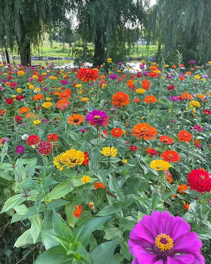 1000+ Mixed Zinnia Seeds for Planting Outdoors, Non-GMO, Heirloom, Beautiful Zinnia Flower Seeds - Attract Bees, Butterflies, Hummingbirds, Pollinators, Easy to Plant and Maintain