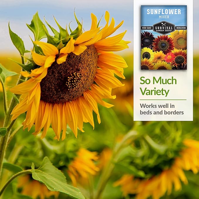 Survival Garden Seeds - Mix of Popular Sunflower Seeds for Planting - Packet with Instructions to Plant and Grow Beautiful Flowers in Your Home Vegetable or Flower Garden - Non-GMO Heirloom Varieties
