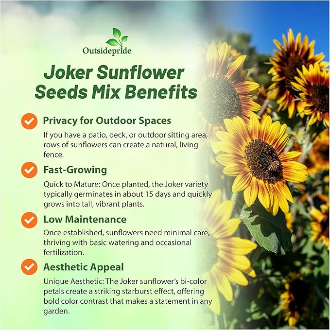 Outsidepride 100 Seeds Helianthus Annuus Joker Sunflower Seeds for Planting