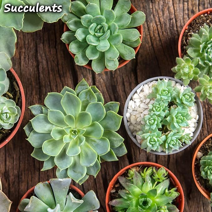 Horticultural Grade Perlite - One 8 Quart Bag ~2 Lbs - Grade 1, Fine Coarseness (~1/8 Inch Particles) - Soil Amendment Additive - for Growth, Aeration & Drainage for Potting Mix