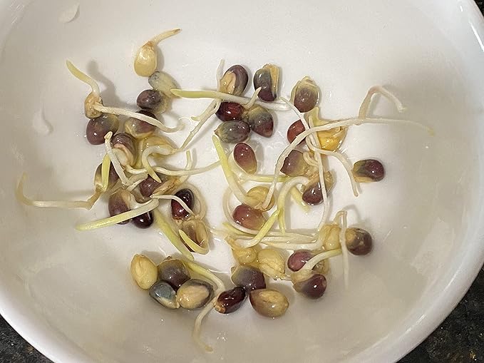 100 Glass Gem Corn Seeds Non-GMO Popcorn Delicious Jewel-Toned Glass-Like Kernels Grown in USA Rare Ornamental and Edible HARLEY SEEDS