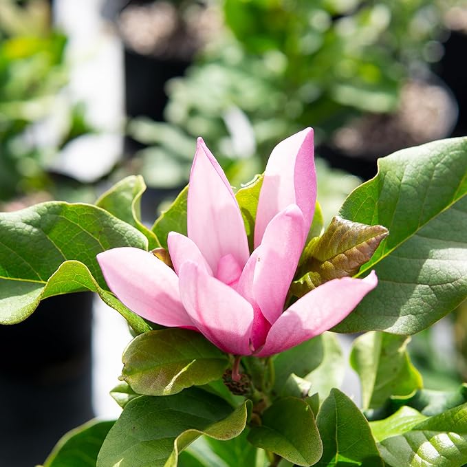 Jane Magnolia in 3 Gal. Grower's Pot | Beautiful Purple Early Spring Blooms | Easy Care | Dwarf Growth Habit