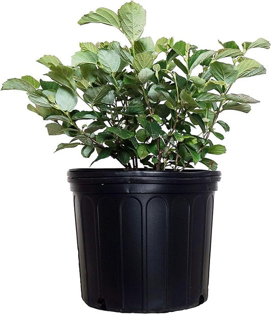 Fothergilla major 'Mt. Airy' (Fothergilla) Shrub, white flowers, #3 - Size Container