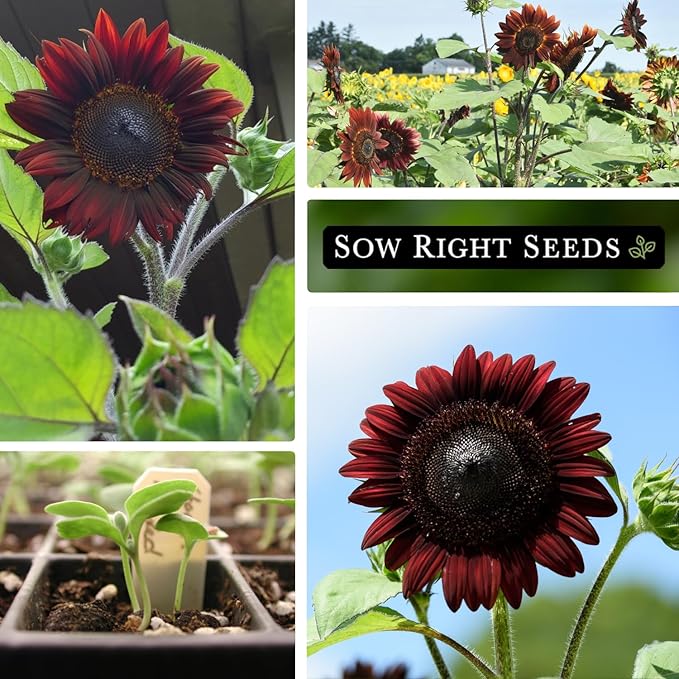 Sow Right Seeds - Chocolate Cherry Sunflower Seeds for Planting - Non-GMO Heirloom Packet with Instructions for Growing - Beautiful Giant Flower - Rare Burgundy and Dark Brown Petals (3)