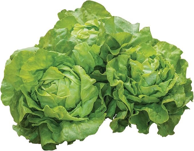 Burpee Dynamite Lettuce Seeds 500 seeds