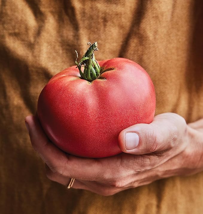 Burpee Straight Eight Slicing Cucumber 200 Seeds & 'Delicious' Beefsteak Slicing 1-2lbs Tomato 100 Seeds Bundle