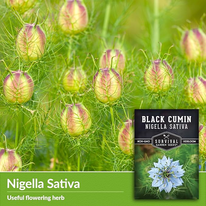 Black Cumin Seed for Planting - 1 Packet with Instructions to Plant and Grow Beneficial Nigella Sativa Plants in Your Home Vegetable Garden - Non-GMO Heirloom Variety - Survival Garden Seeds