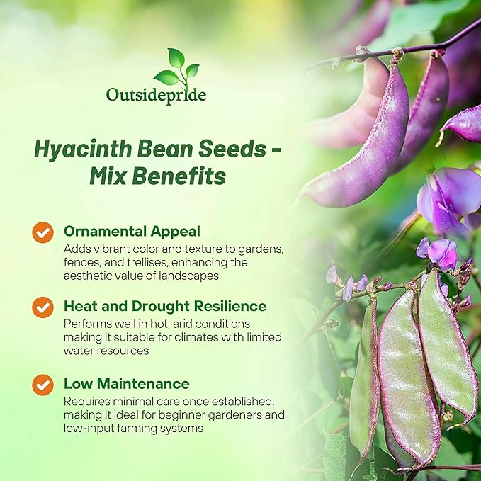 Outsidepride 200 Seeds Perennial Dolichos Lablab Hyacinth Bean Vine & Flower Seed Mix for Planting