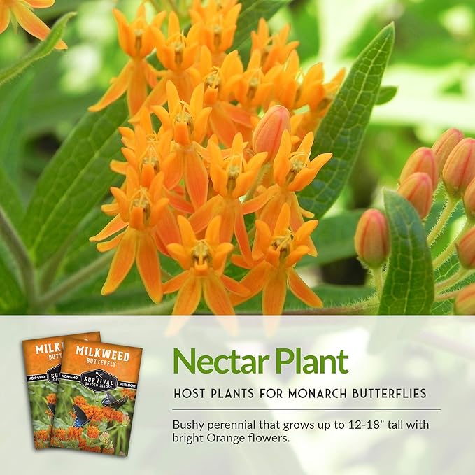 Butterfly Milkweed Seeds for Planting - Pack with Instructions to Grow Asclepias Tuberosa - Attract Butterflies & Help Conservation - Non-GMO Heirloom Open-Pollinated - Survival Garden Seeds