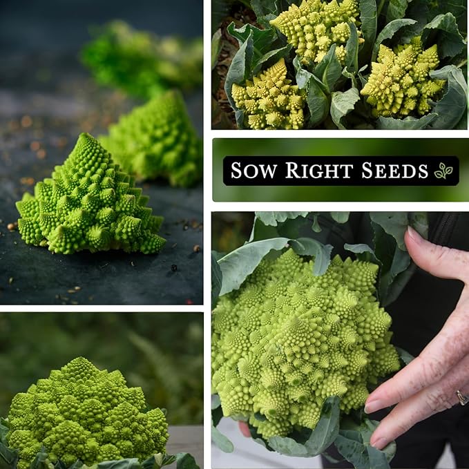 Sow Right Seeds - Romanesco Broccoli Seeds for Planting - Non-GMO Heirloom Packet with Instructions to Plant an Outdoor Home Vegetable Garden - Great for Salads - Abundant Harvest - Cold Hardy (2)