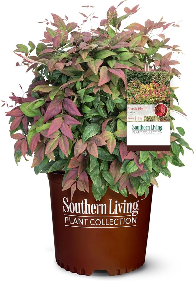 2 Gallon Southern Living Nandina Blush Shrub
