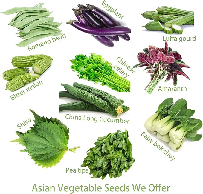 2025 EarlyBird-Organic Asian Pepper Seeds for Planting Vegetables and Fruits for 虎皮尖椒,Non-GMO Heirloom Seeds Chile Pepper Seeds for Home Vegetable Garden Hydronic Pods-30ct Vege Seeds:Shishito Pepper