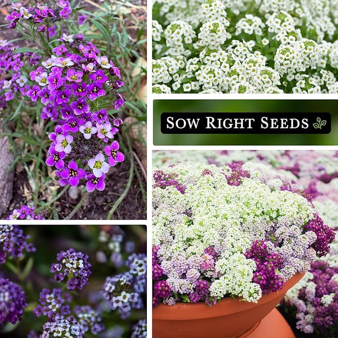 Sow Right Seeds - Sweet Alyssum Flower Seed Collection for Planting - Royal Carpet & Carpet of Snow - Non-GMO Heirloom Packet with Instructions to Plant in Home Garden - Groundcover with Tiny Blooms