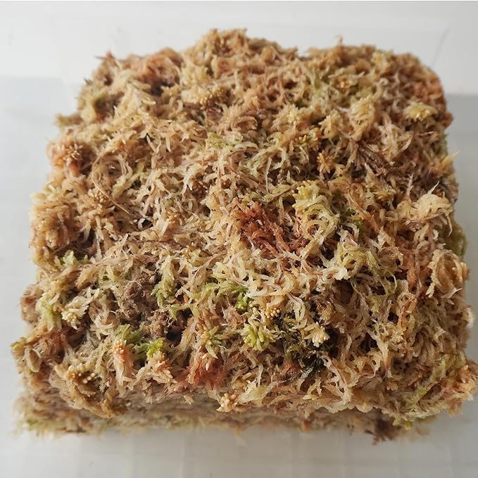 5.5oz Sphagnum Moss for Plants, Premium Compressed Sphagnum Moss for Orchids