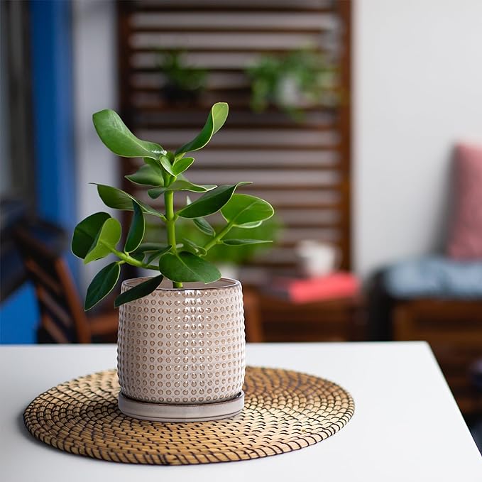 D'vine Dev 6 Inch 4 Inch Ceramic Indoor Planter Pots with Drainage Hole and Saucer, Beaded Design Flower Pots, Set of 2, Light Brown, 27-D-U-4