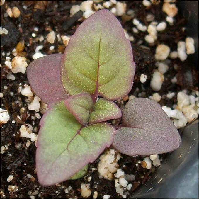 Seed Needs, Wild Bergamot Bee Balm Seeds - 400 Heirloom Seeds for Planting Monarda fistulosa - Attracts Honeybees, Bumblebees, Butterflies & Other Pollinators (2 Packs)