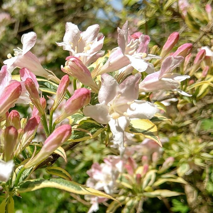 Tuberose Seeds for Planting, Pack of 50 Pink Tuberose Flower Seeds for Planting