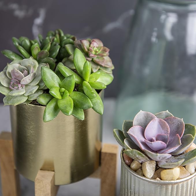 Altman Plants, Bulk Succulents Plants Live Houseplants (20PK), Live Succulents Live Plants Live House Plants Indoors Live, Live Cactus Plants Live Succulent Plants Live Indoor Plants Live Houseplants